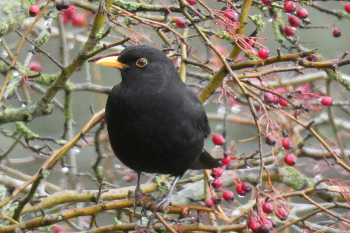 Blackbird at Clitheroe