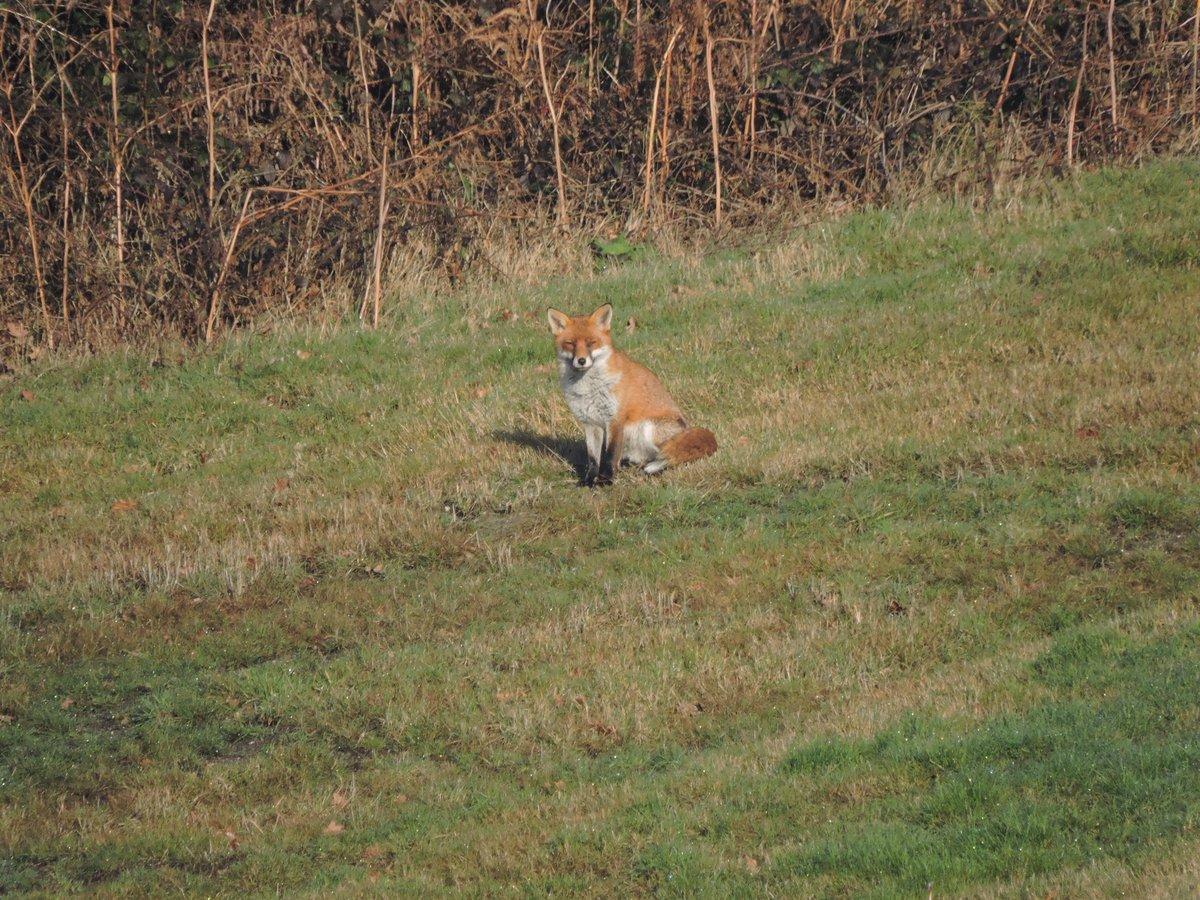 Fox at Purdis Heath Golf Club
